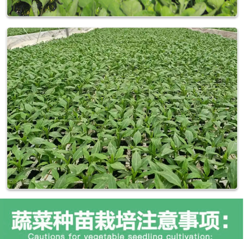 大户专用四季高产辣椒秧苗长线椒螺丝椒薄皮椒牛角椒美人椒辣