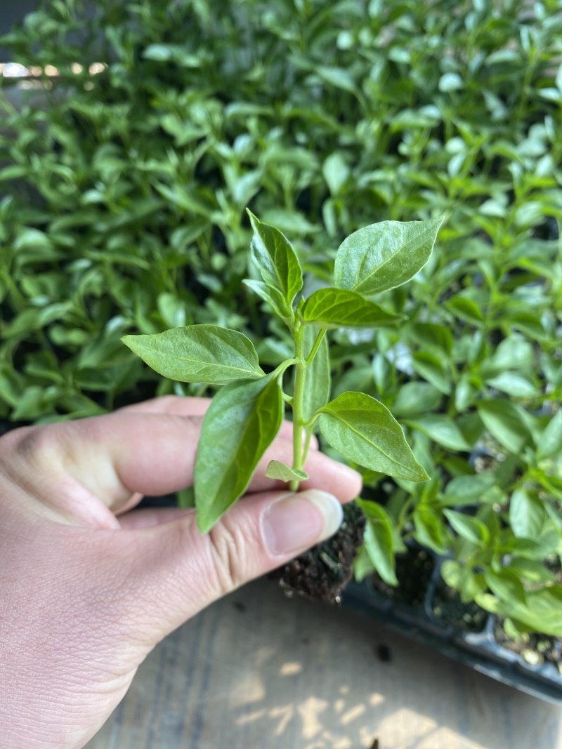 大户专用四季高产辣椒秧苗长线椒螺丝椒薄皮椒牛角椒美人椒辣