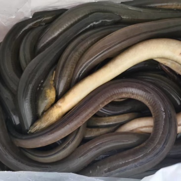 骨鳝（土龙），学名：中华须鳗，区别于普通黄鳝