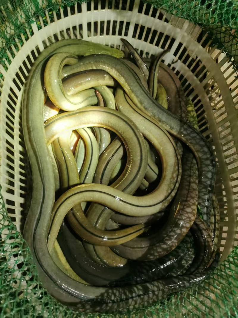 骨鳝（土龙），学名：中华须鳗，区别于普通黄鳝