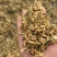 厂家直销产地，雪里红梅干菜