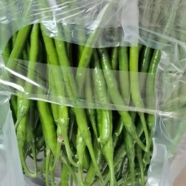 精品辣椒🌶️，线椒，301辣椒