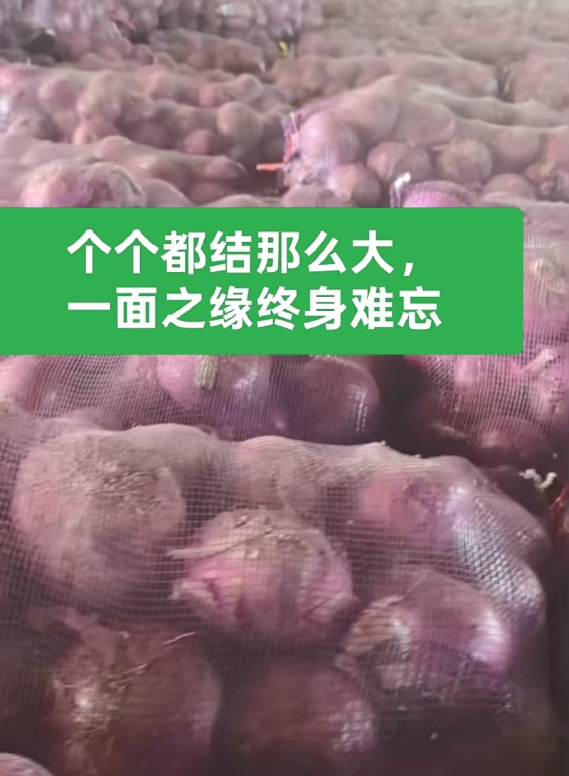 优质洋葱苗20-30cm,青鲜健壮根系发达一手货源现挖现