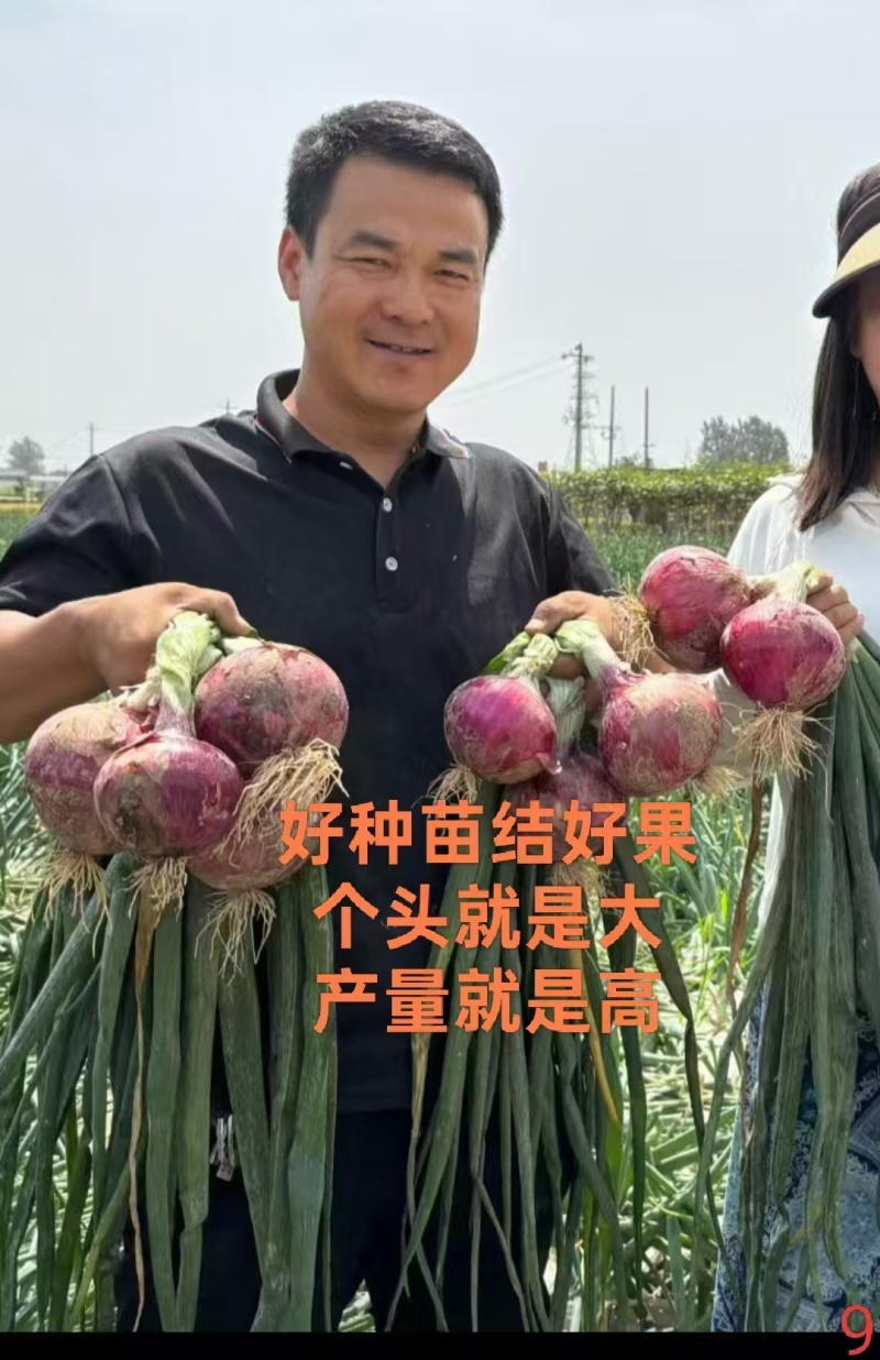 优质洋葱苗20-30cm,青鲜健壮根系发达一手货源现挖现