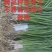优质洋葱苗20-30cm,青鲜健壮根系发达一手货源现挖现