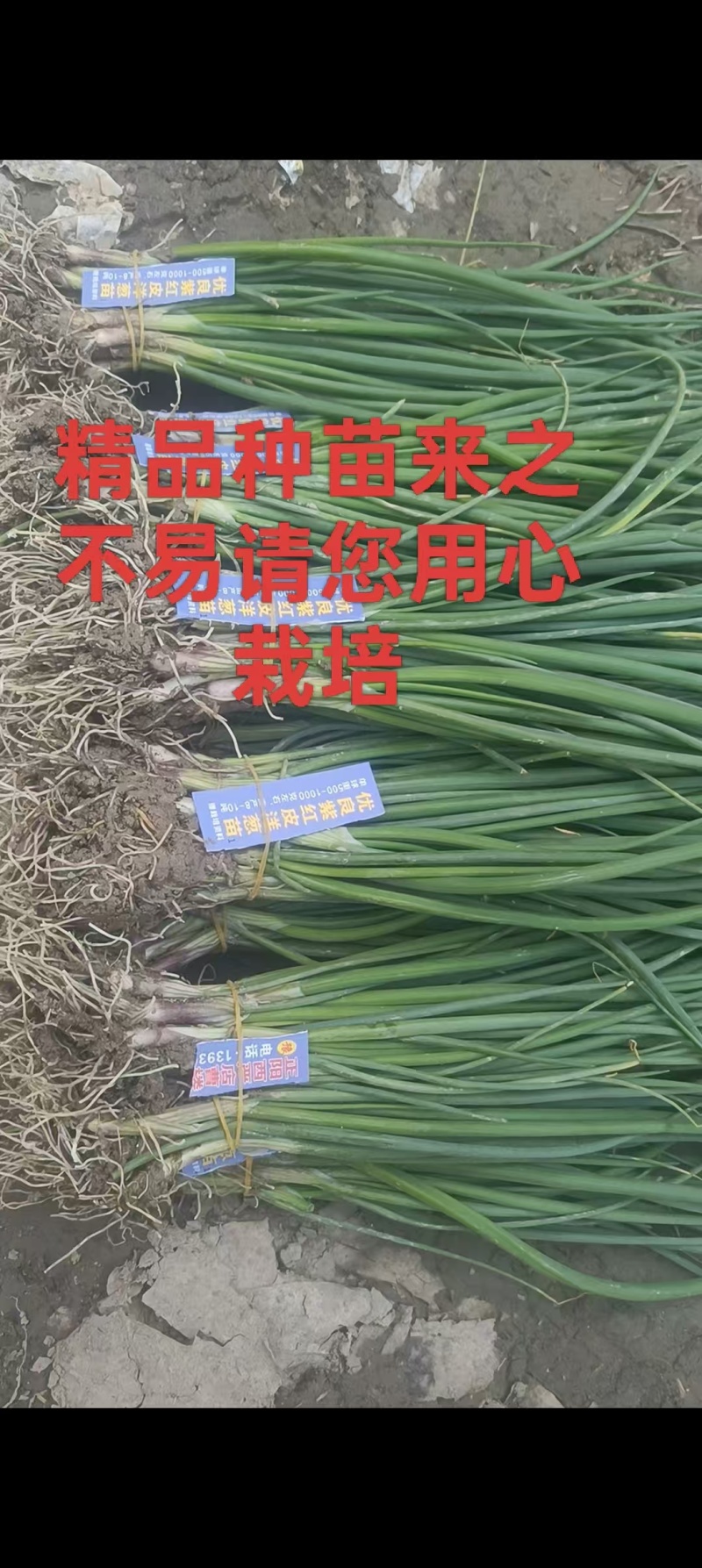 优质洋葱苗20-30cm,青鲜健壮根系发达一手货源现挖现