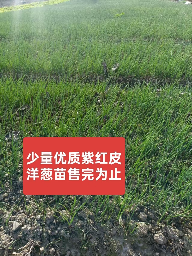 优质洋葱苗20-30cm,青鲜健壮根系发达一手货源现挖现