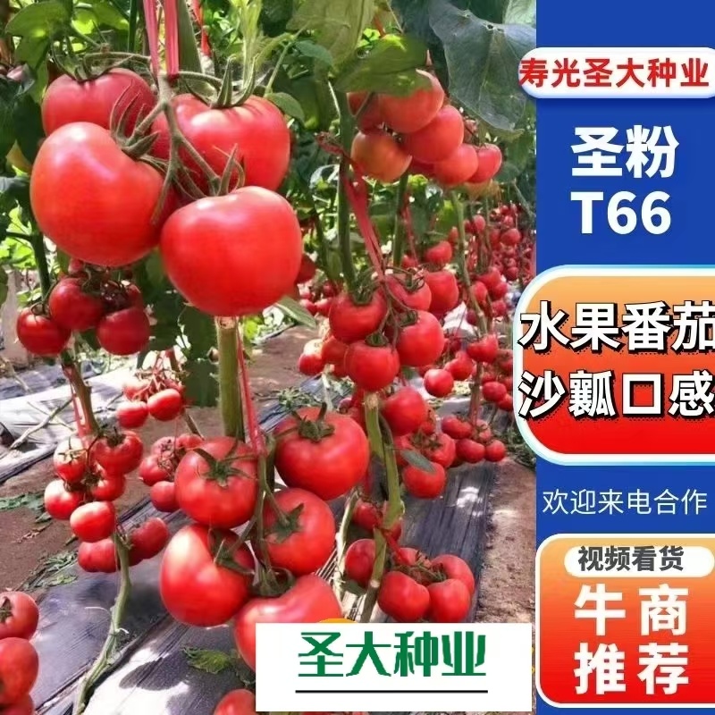 大果口感番茄苗沙瓤爆汁超甜单果300克左右抗病高产基地发
