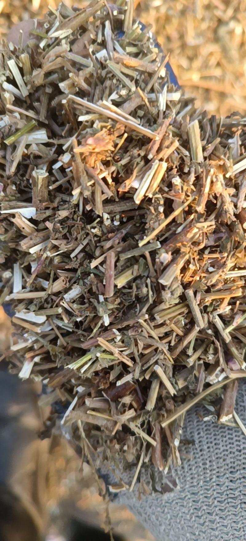 荆芥哫