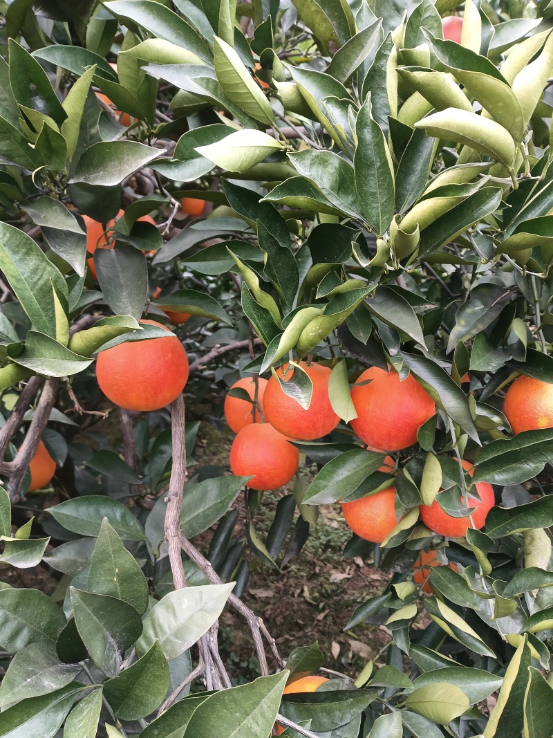 资中塔罗科血橙