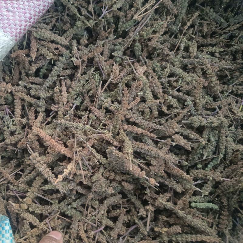 荆芥穗