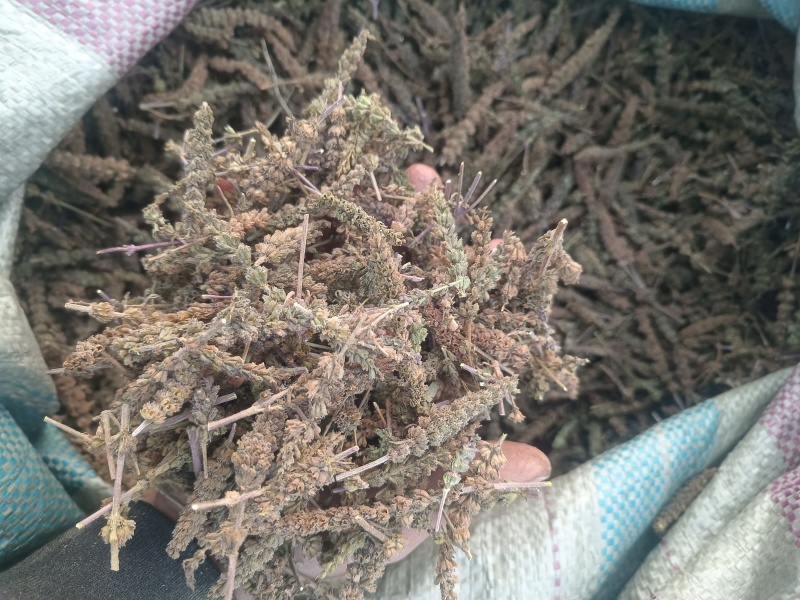 荆芥穗