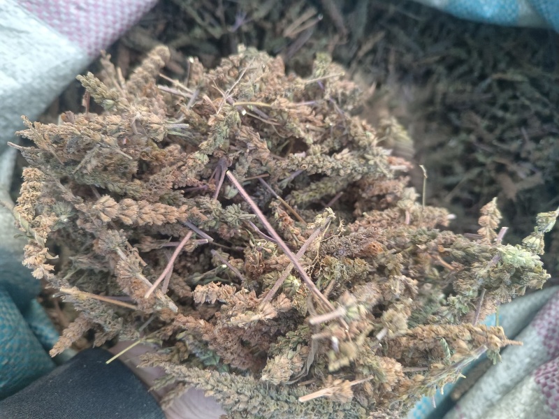 荆芥穗
