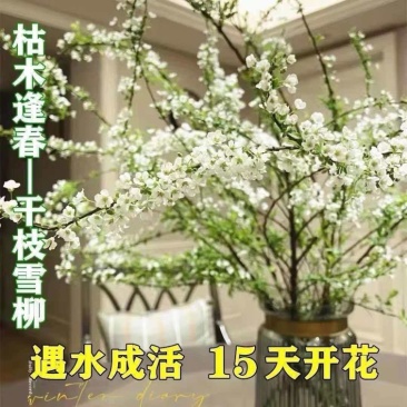 精品干枝雪柳直发/支持电商各平台一件代发