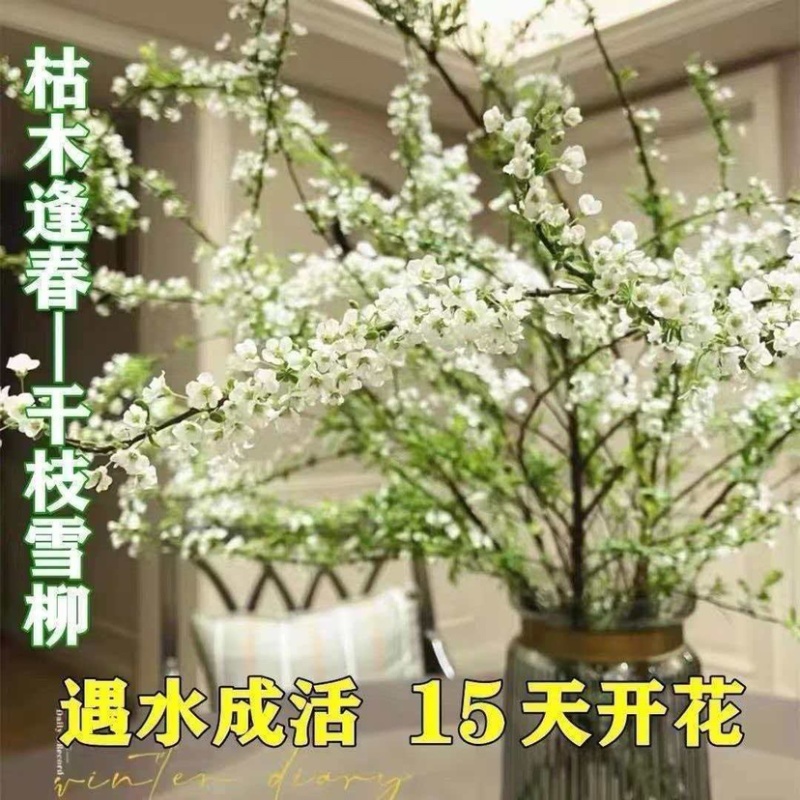 精品干枝雪柳直发/支持电商各平台一件代发
