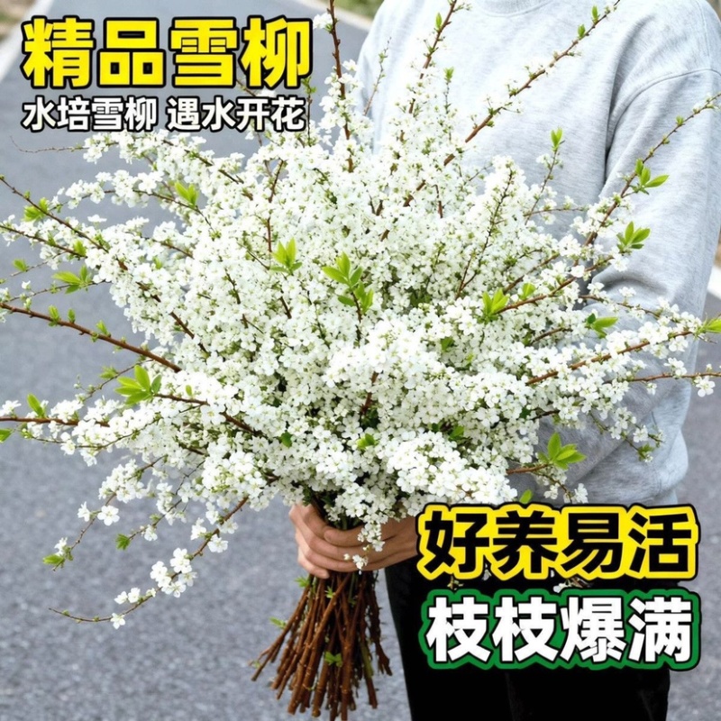 精品干枝雪柳直发/支持电商各平台一件代发