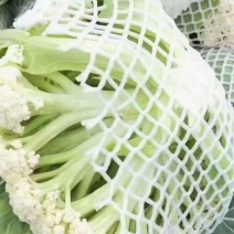 松花。有机花，