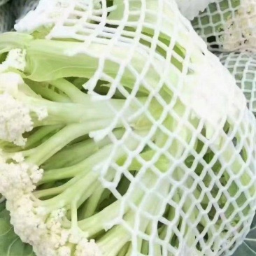 松花。有机花，
