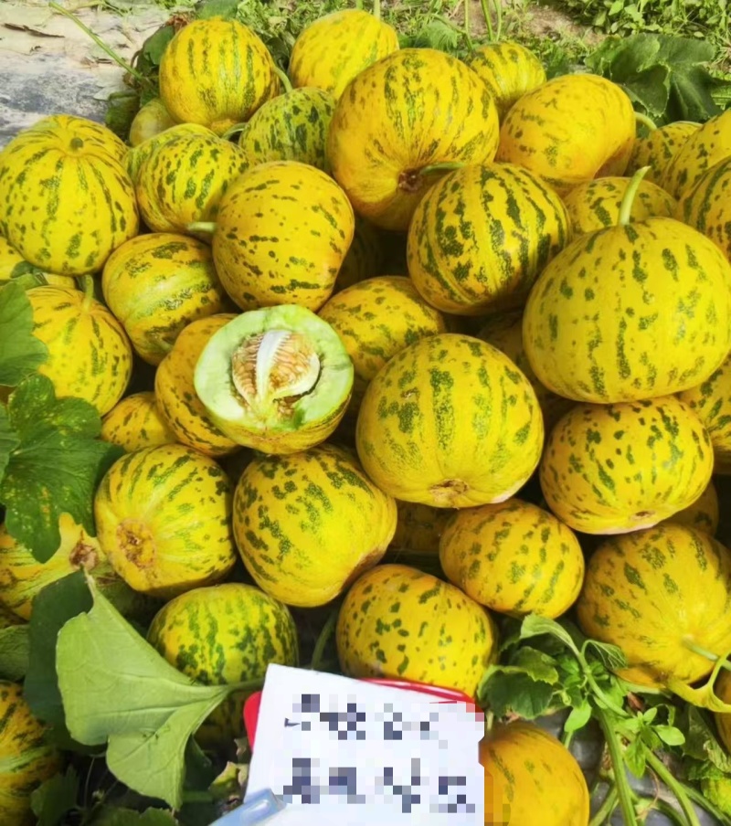 优质嫁接冬瓜苗，八里香甜瓜苗，美都麒麟西适合麦茬麦套种植