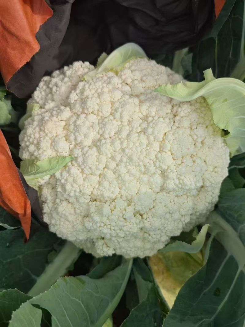 松花。有机花，