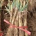 甘肃靖远红葱大葱产地一手货源品质保证全国欢迎联系