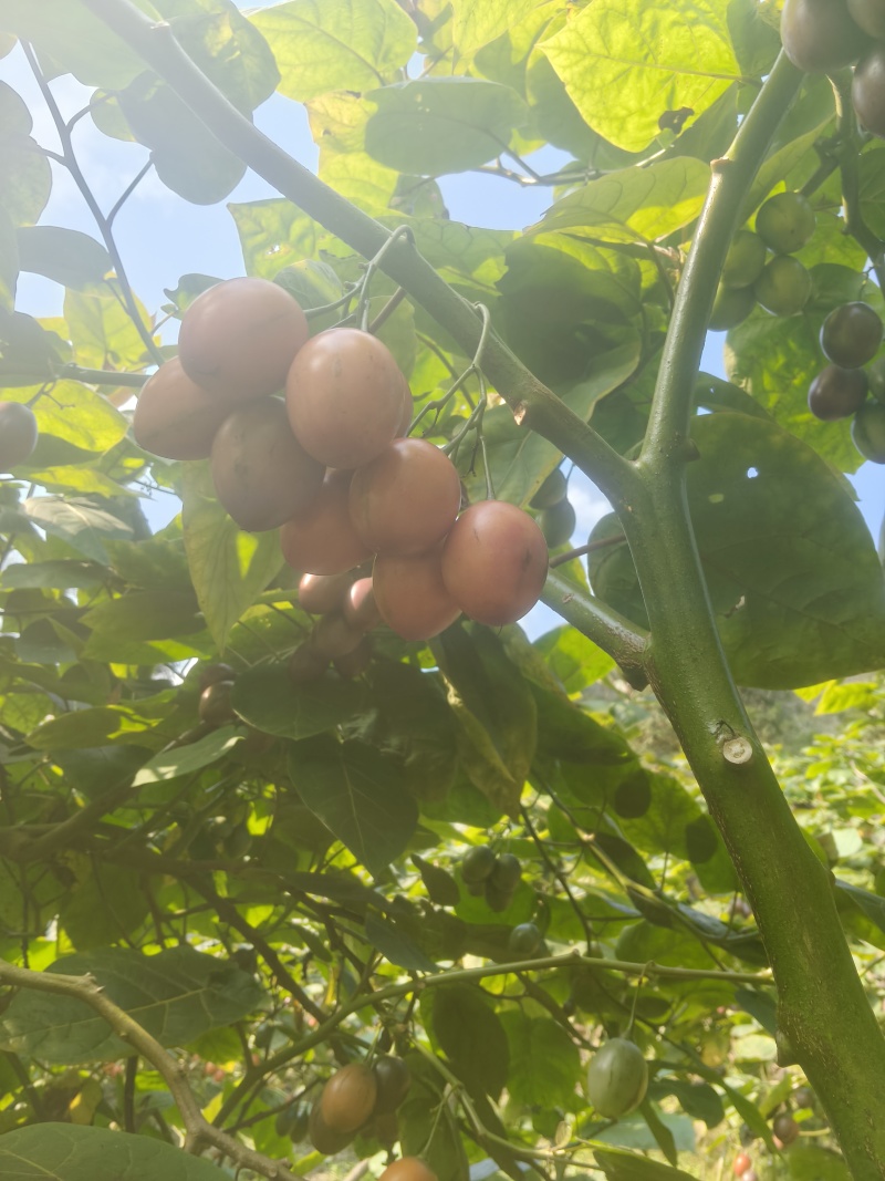 树番茄，需要的可以联系，常年有货