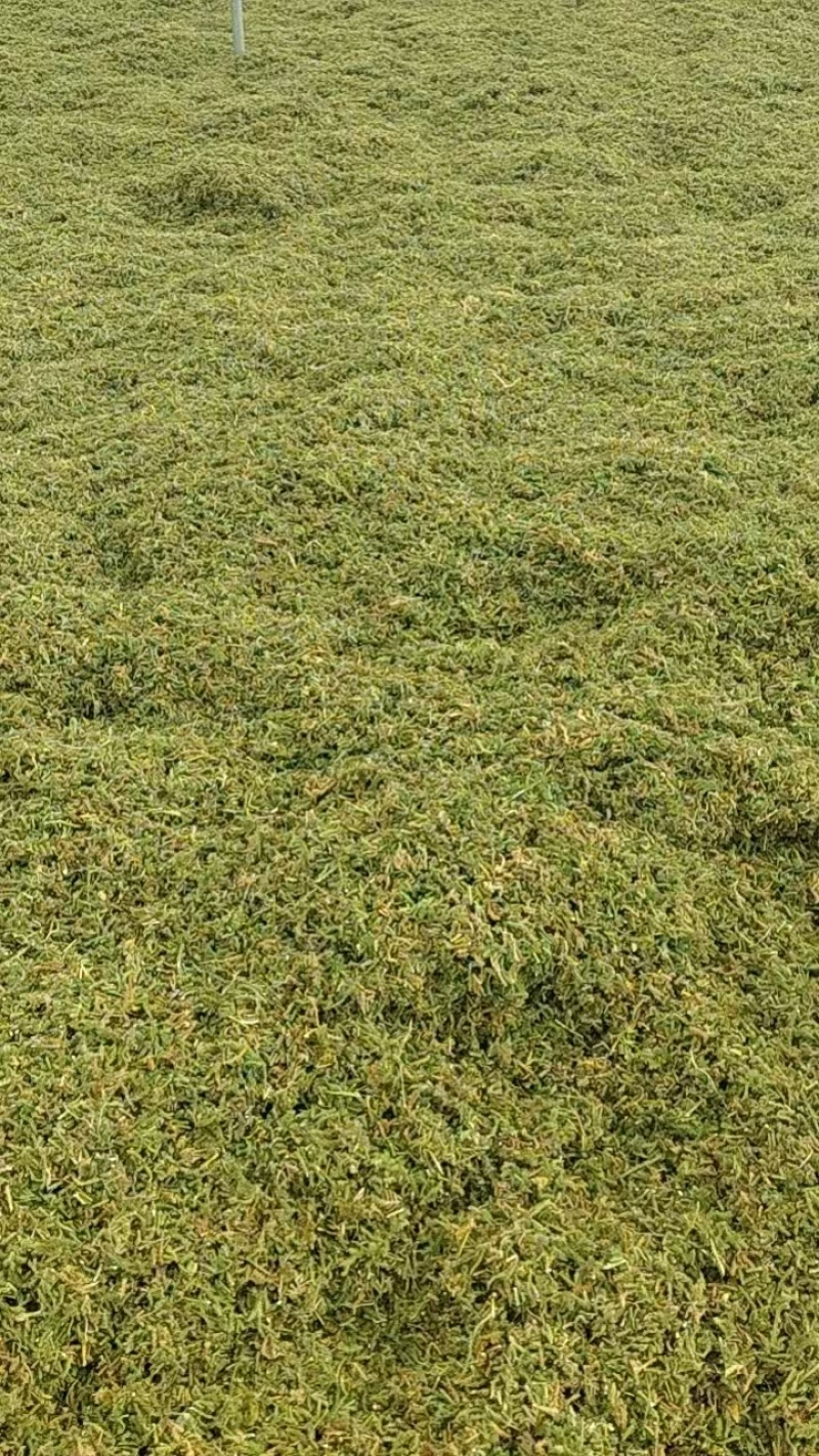 大量出售伸筋草，干货，切段子，个子，色绿，云南货，干货