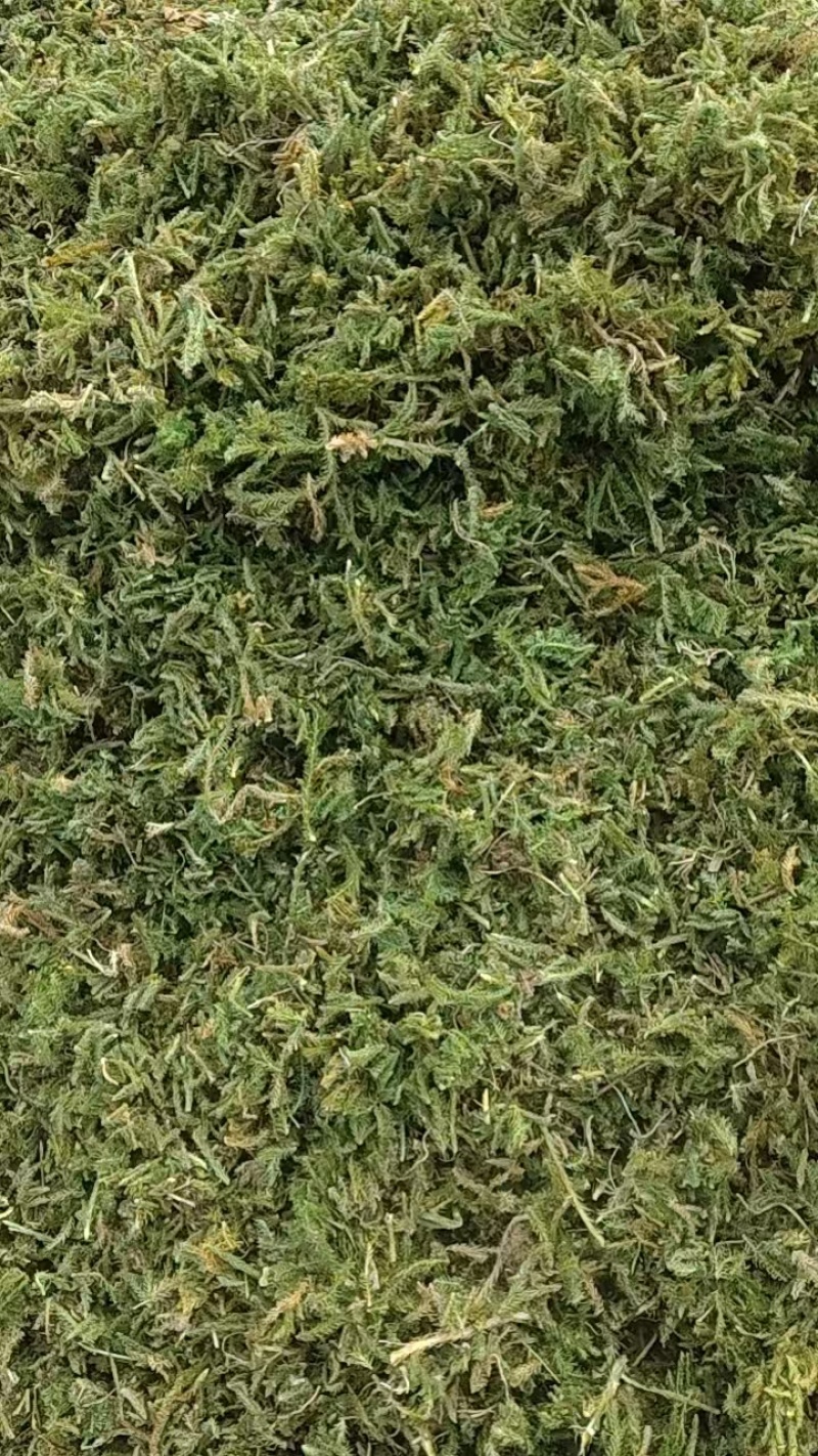 大量出售伸筋草，干货，切段子，个子，色绿，云南货，干货
