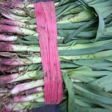 红根蒜苗