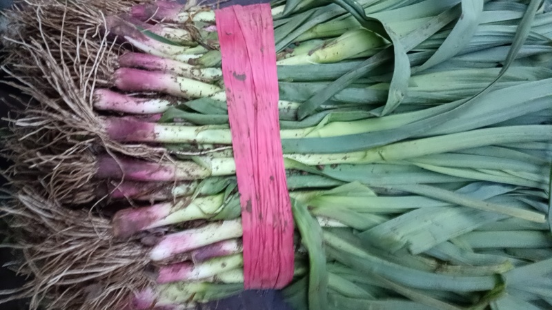 红根蒜苗