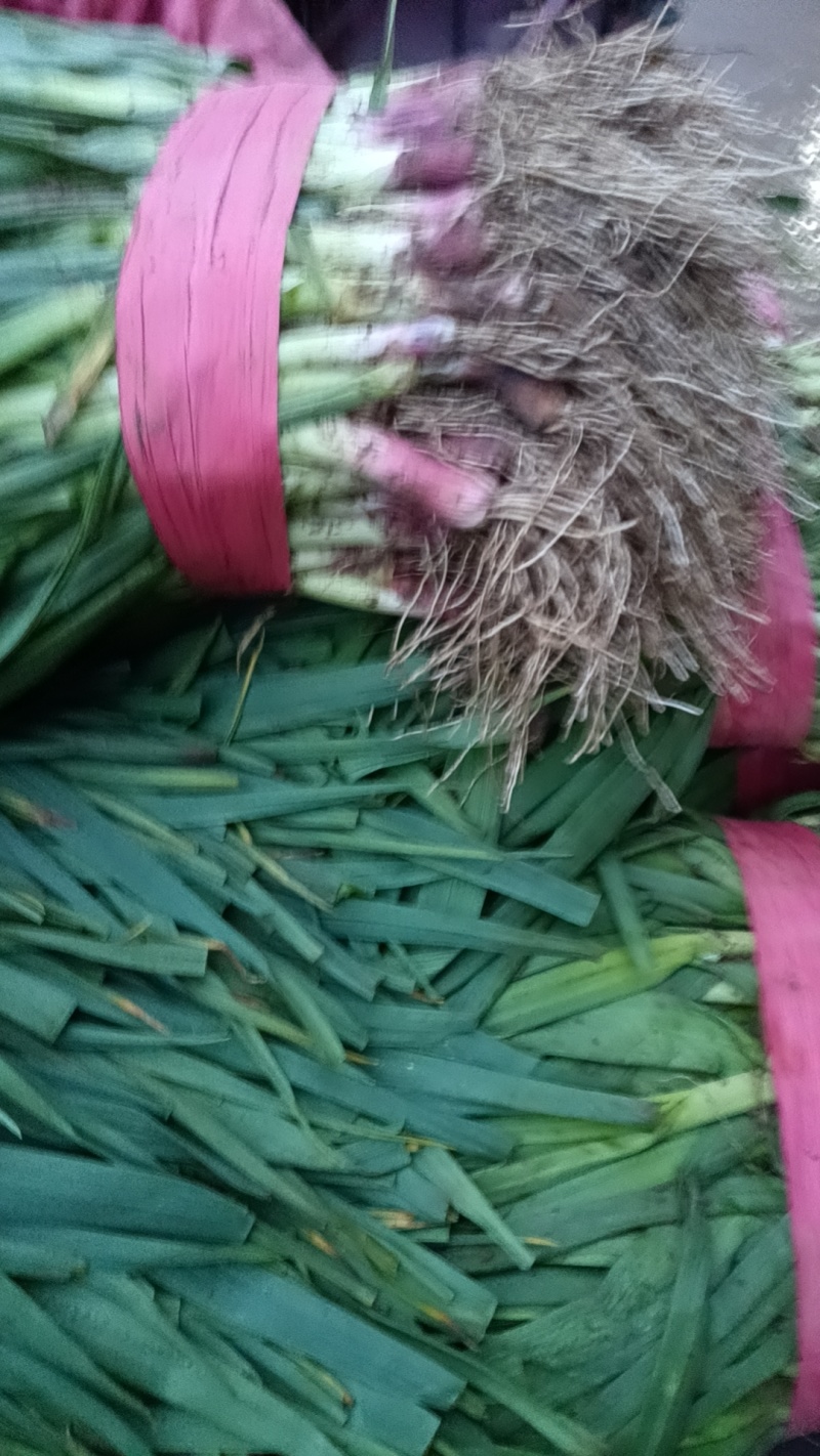 红根蒜苗