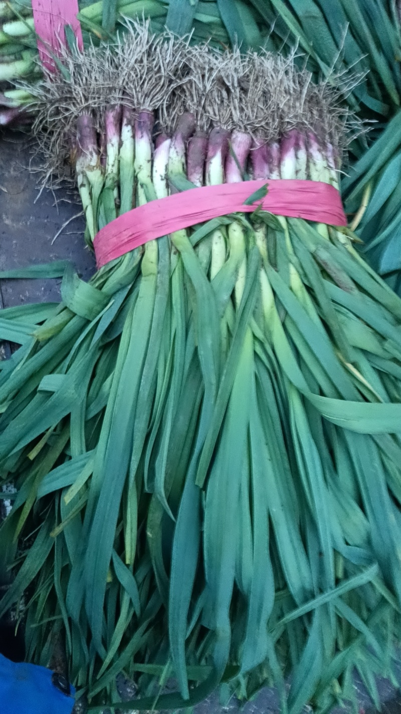 红根蒜苗