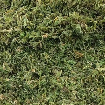 大量出售伸筋草，干货，切段子，个子，色绿，云南货，干货