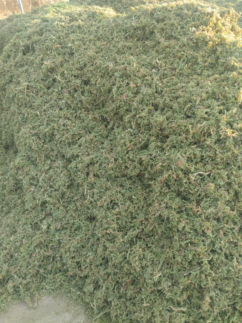 大量出售伸筋草，干货，切段子，个子，色绿，云南货，干货