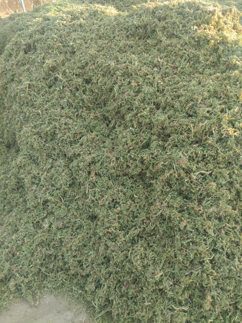 大量出售伸筋草，干货，切段子，个子，色绿，云南货，干货