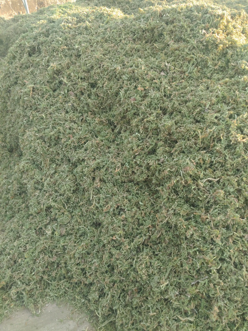 大量出售伸筋草，干货，切段子，个子，色绿，云南货，干货