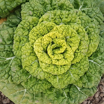 黄心菜大量上市
