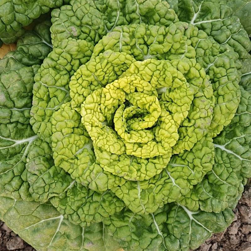 黄心菜大量上市