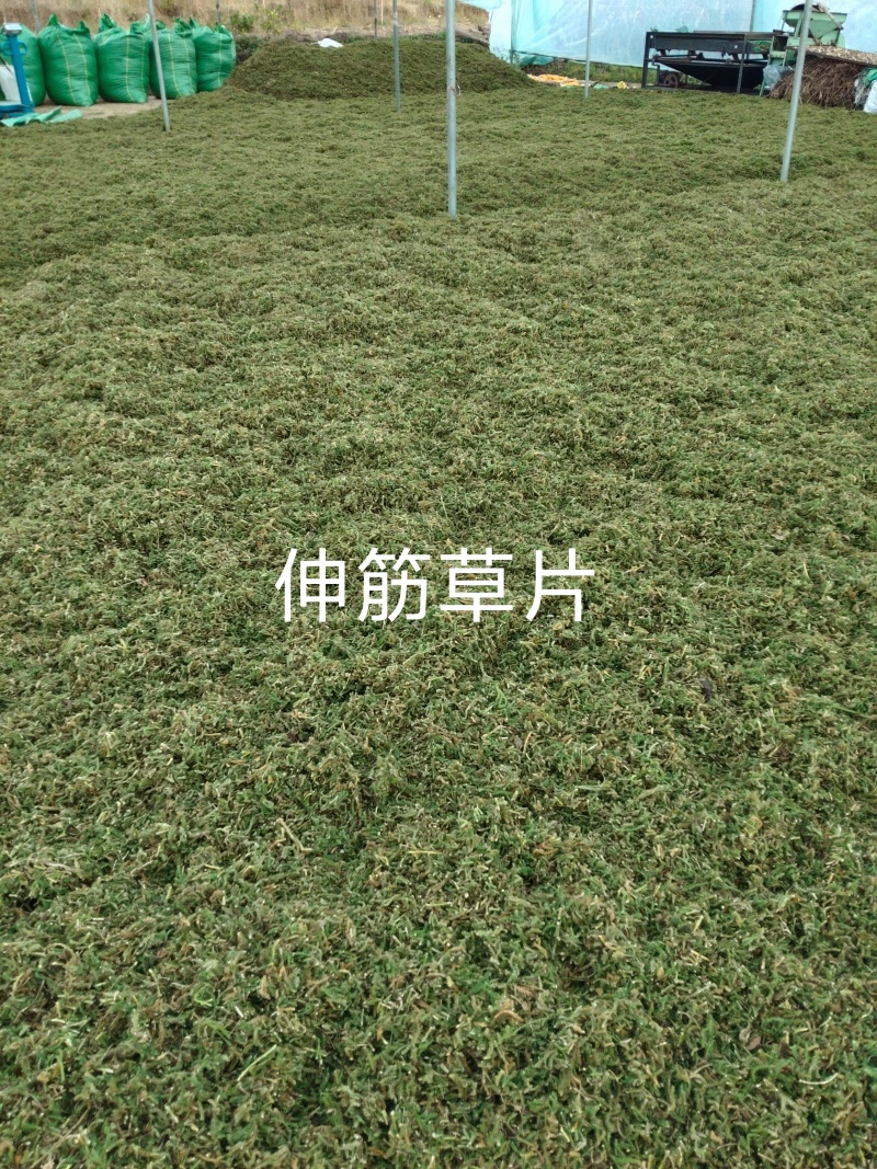 大量出售伸筋草，干货，切段子，个子，色绿，云南货，干货