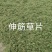 大量出售伸筋草，干货，切段子，个子，色绿，云南货，干货