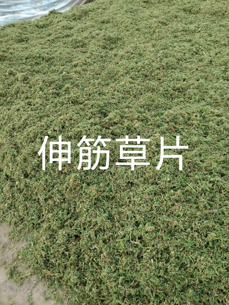 大量出售伸筋草，干货，切段子，个子，色绿，云南货，干货