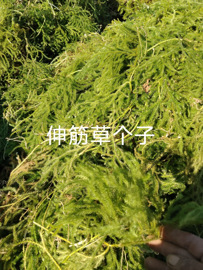 大量出售伸筋草，干货，切段子，个子，色绿，云南货，干货
