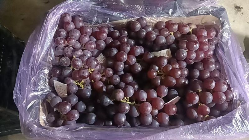 巨峰葡萄冷库直发价格优惠欢迎来电洽谈合作