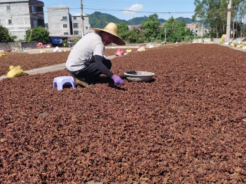 精选广西古龙大红八角，足干无硫纯香浓郁，值得入手