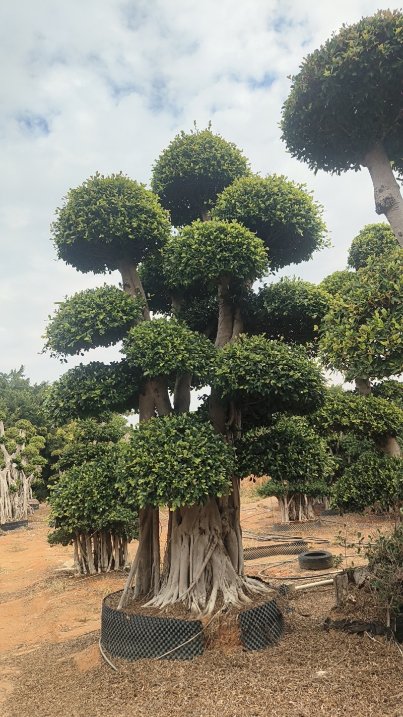 造型小叶榕树