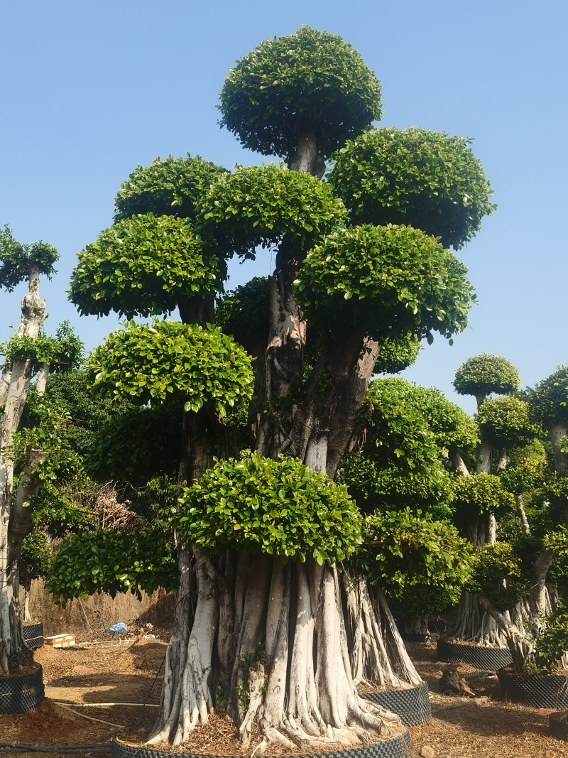 造型小叶榕树