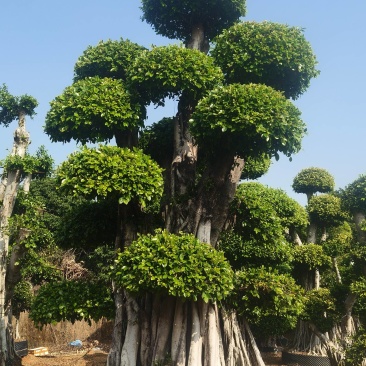 造型小叶榕树