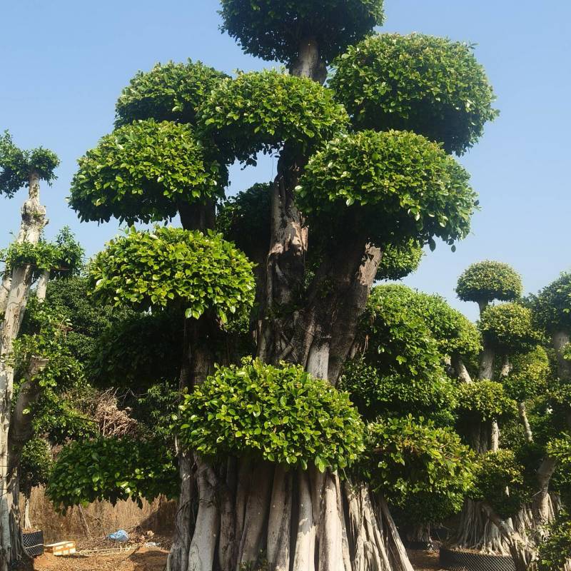 造型小叶榕树