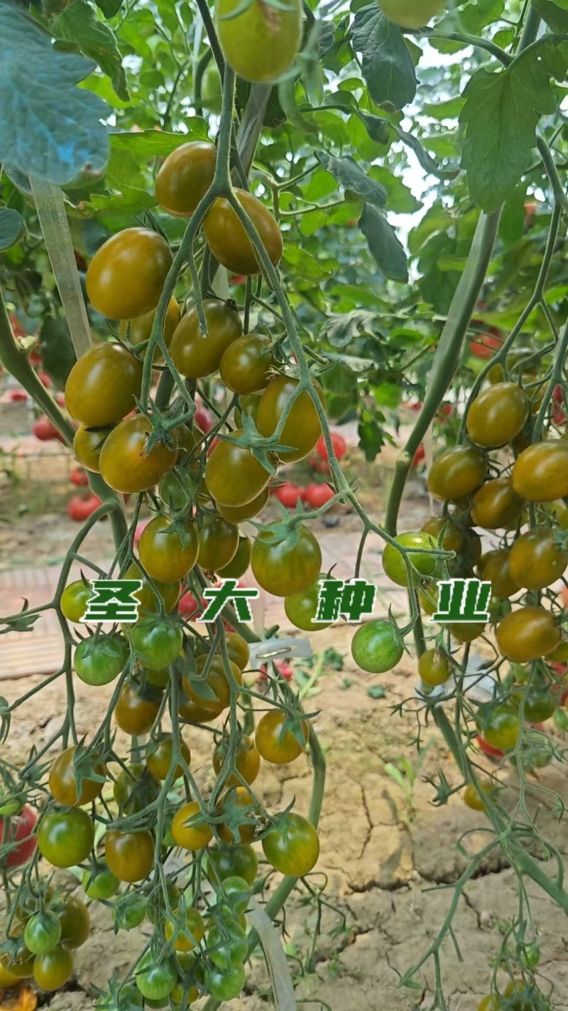 樱桃番茄苗圣女果苗采摘园专用技术包教包会