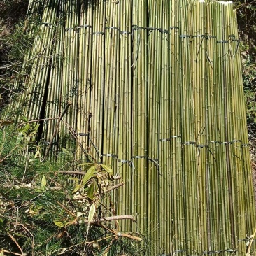 黄金竹竿